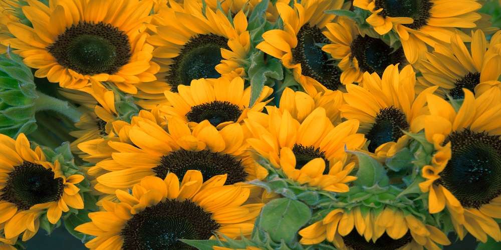 Flower Arranging