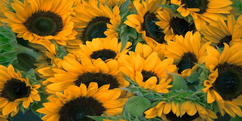 Flower Arranging